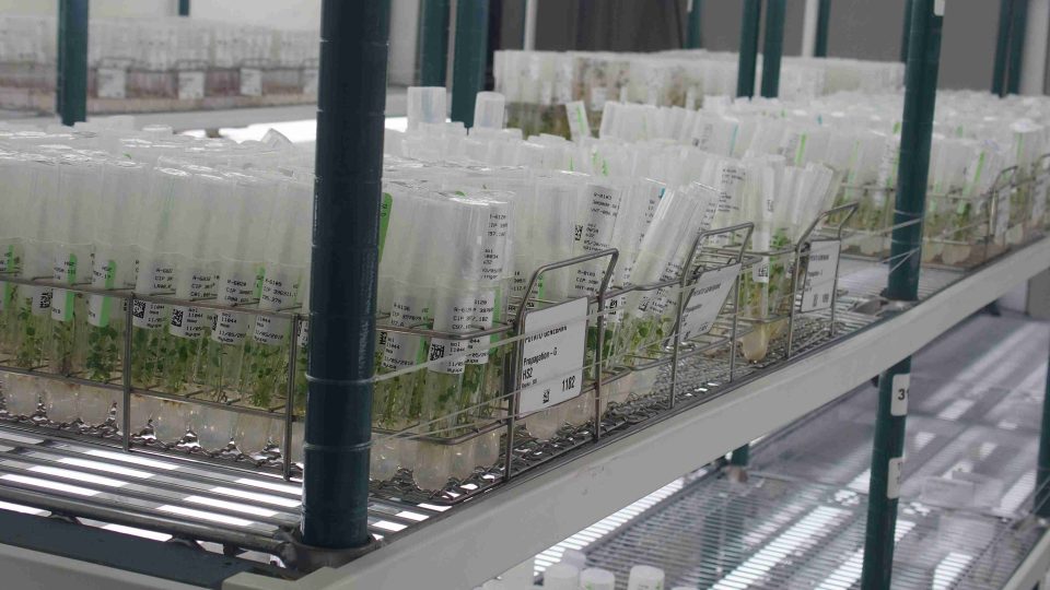 Genofond – sbírka odrůd brambor v laboratorních podmínkach