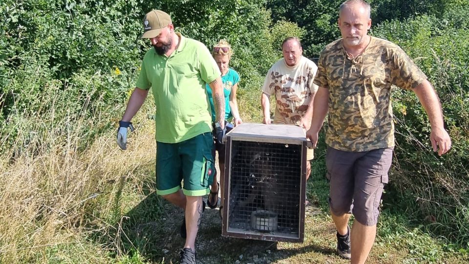 Stěhování vlků ze Zoo Na Hrádečku u Jindřichova Hradce