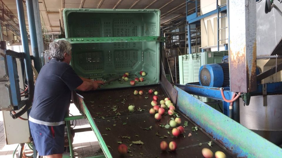 Chelčičtí ovocnáři zpracovávají letošní úrodu jablek. Vyrábí mošt i další pochoutky