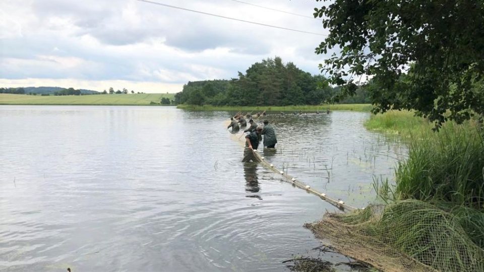 Letní odlov ryb na rybníku Velký Luský na Českobudějovicku