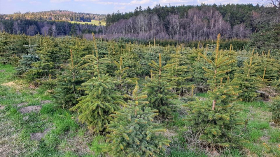 Budoucí vánoční stromečky rostou na plantáži za Kunžakem na Jindřichohradecku