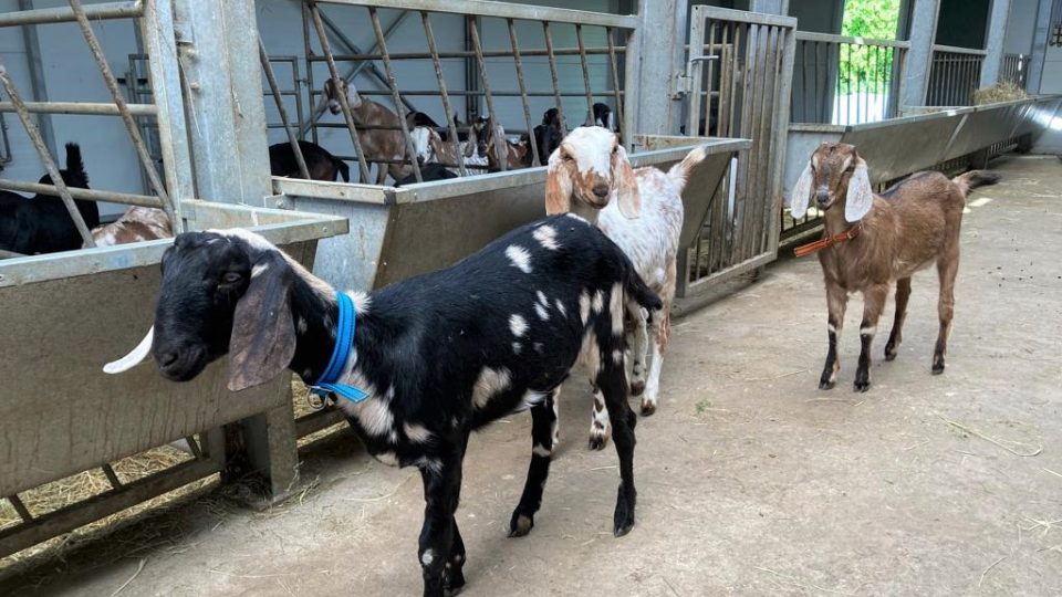 Anglonubijské kozy na farmě V Marinkách u Blažejova