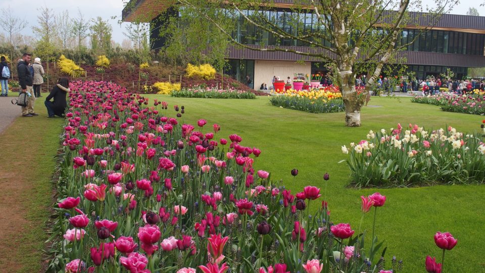 Park Keukenhof poblíž města Lisse v Holansku je velkolepou výlohou tulipánového průmyslu. Každý rok tu vysazují sedm milionů květinových cibulí
