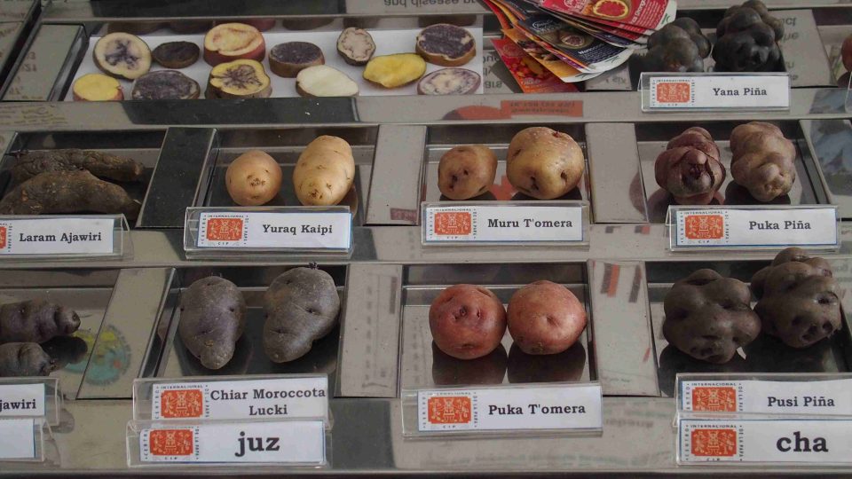 Malá část sbírky brambor v Mezinárodním středisku brambor v Limě