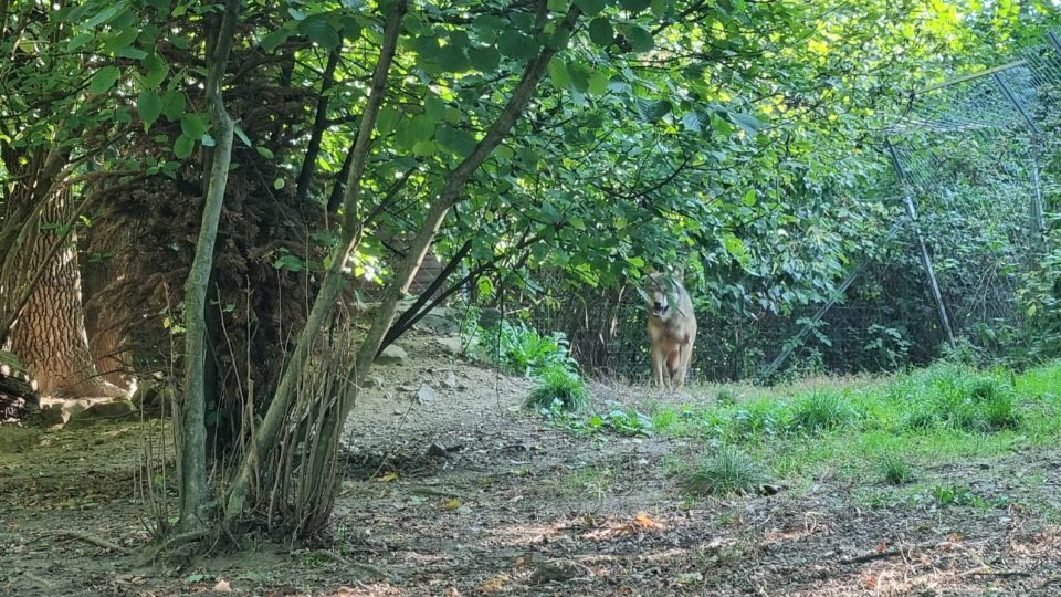 Vlk v Zoo Na Hrádečku u Jindřichova Hradce krátce před stěhováním