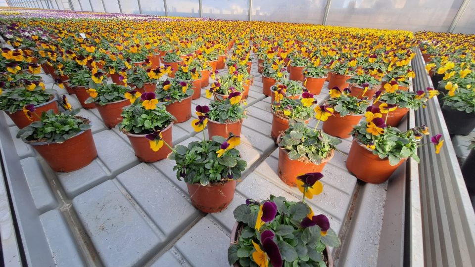 Květiny ve vytápěném skleníku v zahradnictví Střítež na Strakonicku