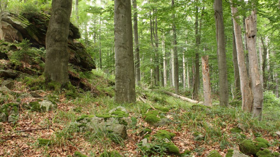 Bučiny v přírodní rezervaci Malá skála v CHKO Blanský les