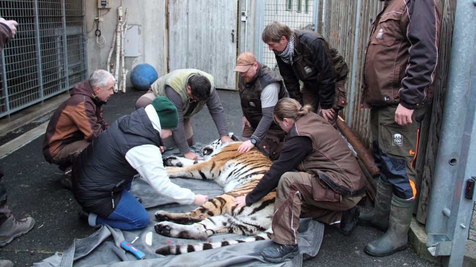 Odjezd samice tygra ussurijského ze Zoo Hluboká
