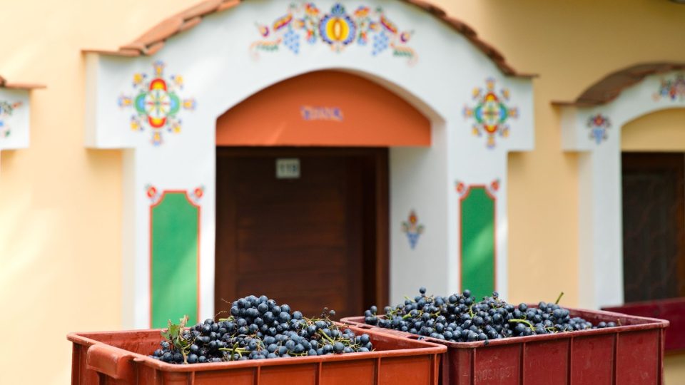 Letošní úroda vinné révy v Nechorech se v tomto sklípku za pár měsíců promění v červené víno | foto: Zdeněk Truhlář, Český rozhlas Letošní úroda vinné révy v Nechorech se v tomto sklípku za pár měsíců promění v červené víno