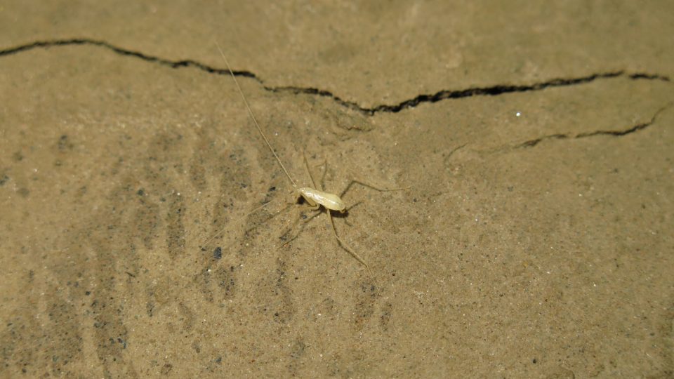 Jeskynní šváb Nocticola baumi na jílovitém břehu podzemní řeky Yumugima
