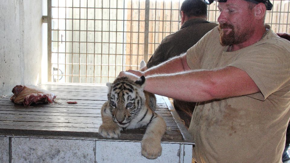 Očkování mláďat tygrů ussurijských v Zoo Hluboká