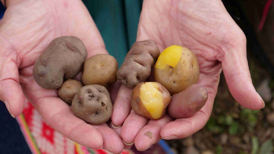 V Mezinárodním centru brambor v Limě v Peru registrují a udržují největší světovou sbírku brambor