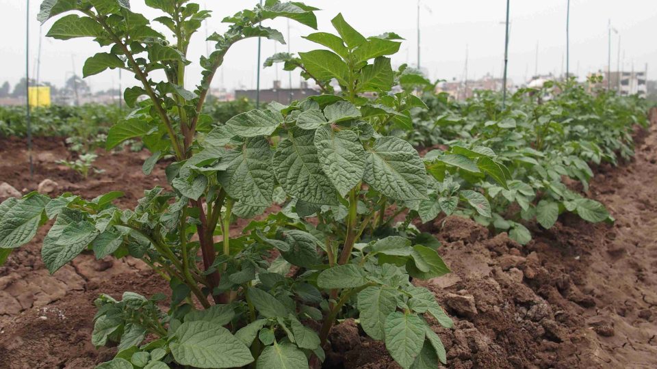Experimentální pole v Mezinárodním středisku brambor v Limě