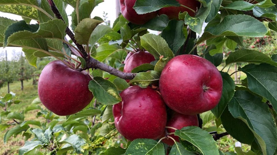 S letošní úrodou jablek jsou jihočeští ovocnáři spokojeni