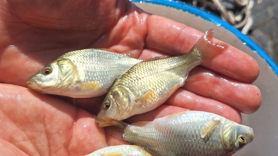 Malí kapříci z rybníka u Vodňan | foto: Kristýna Barchini, Český rozhlas Malí kapříci z rybníka u Vodňan