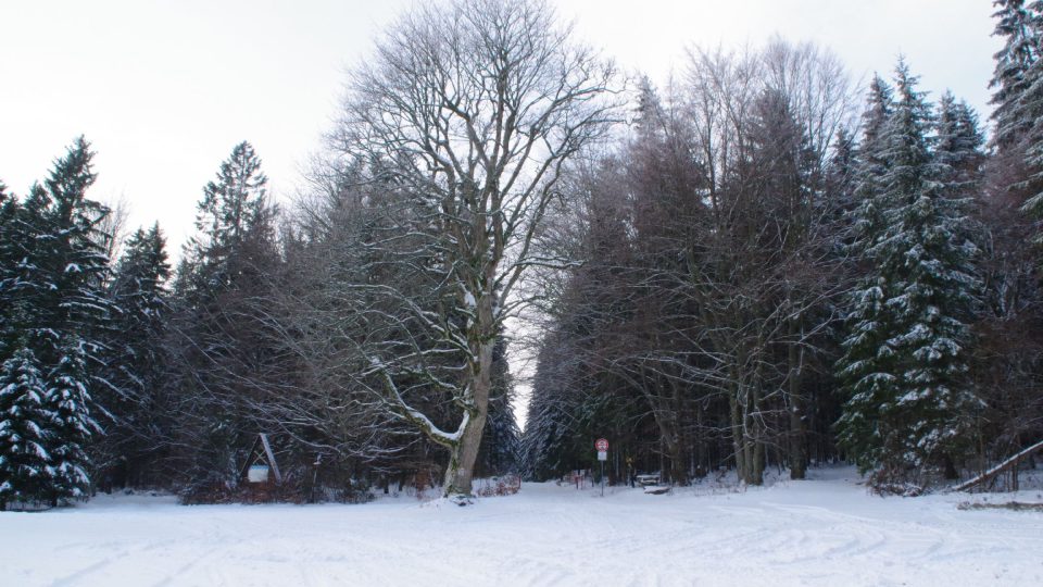 Strana sedla k Rabštejnu je o něco méně kopcovitá