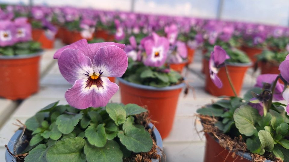 Květiny ve vytápěném skleníku v zahradnictví Střítež na Strakonicku