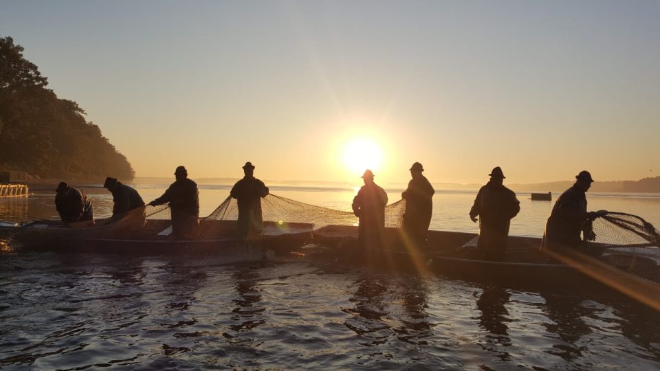 Výlov rybníka Rožmberk v říjnu 2018. Rybáři začínají zatahovat sítě už s východem slunce