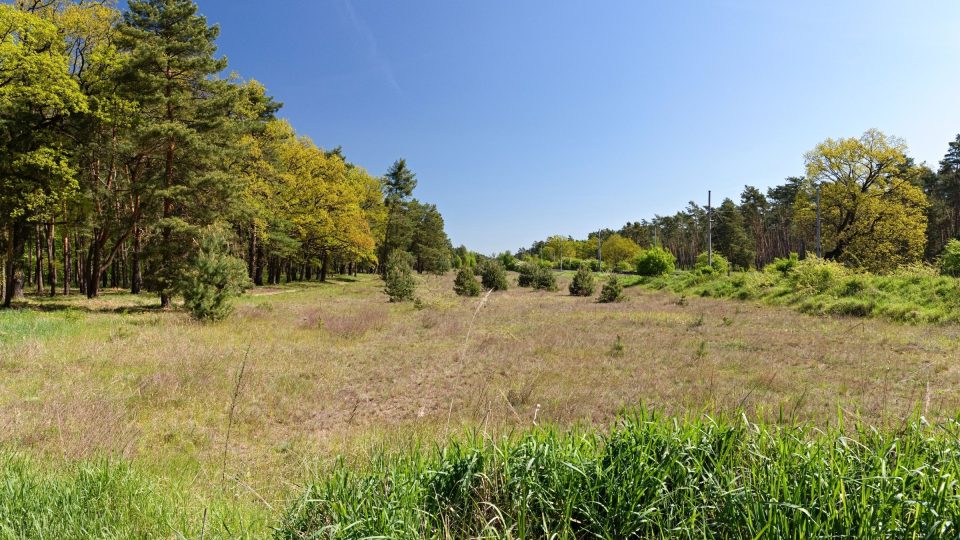 Lokalita Váté písky vděčí za své zachování parní železnici, kvůli které zůstal pás podél trati odlesněný. Díky tomu zde mohou žít pískomilné druhy | foto: Zdeněk Truhlář, Český rozhlas Lokalita Váté písky vděčí za své zachování parní železnici, kvůli které zůstal pás podél trati odlesněný. Díky tomu zde mohou žít pískomilné druhy