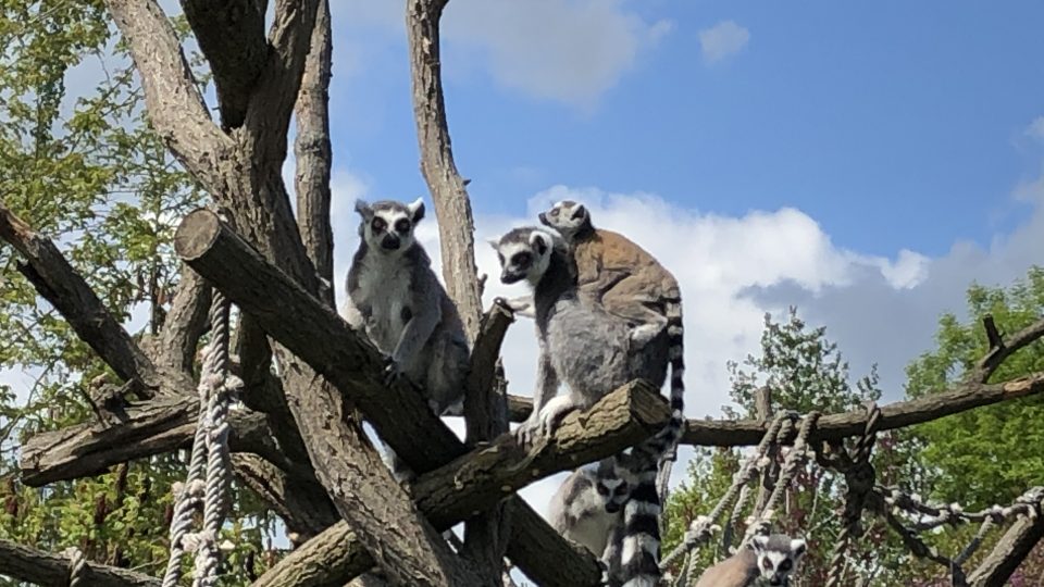 Mláďata v Zoo Hluboká. Malého lemura nosí matka na zádech