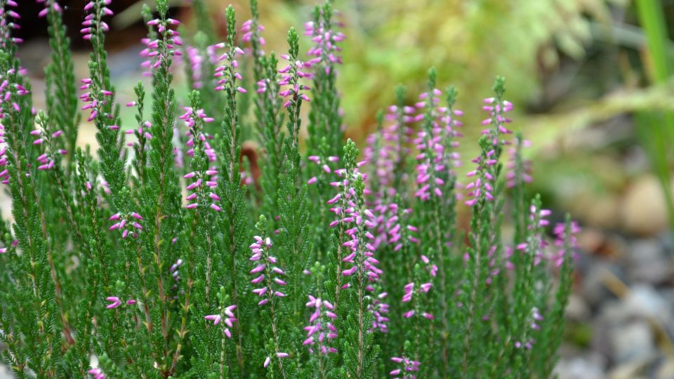 Vřesy kvetou od pozdního léta do zimy