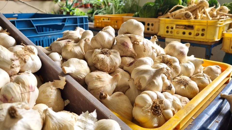 Zelenina z Doňova letos nejspíš přijde vniveč, kvůli uzavírce se na farmu nedostanou zákazníci