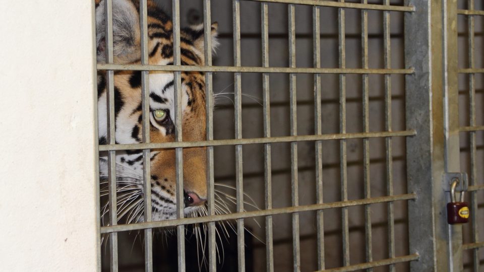 Odjezd samice tygra ussurijského ze Zoo Hluboká