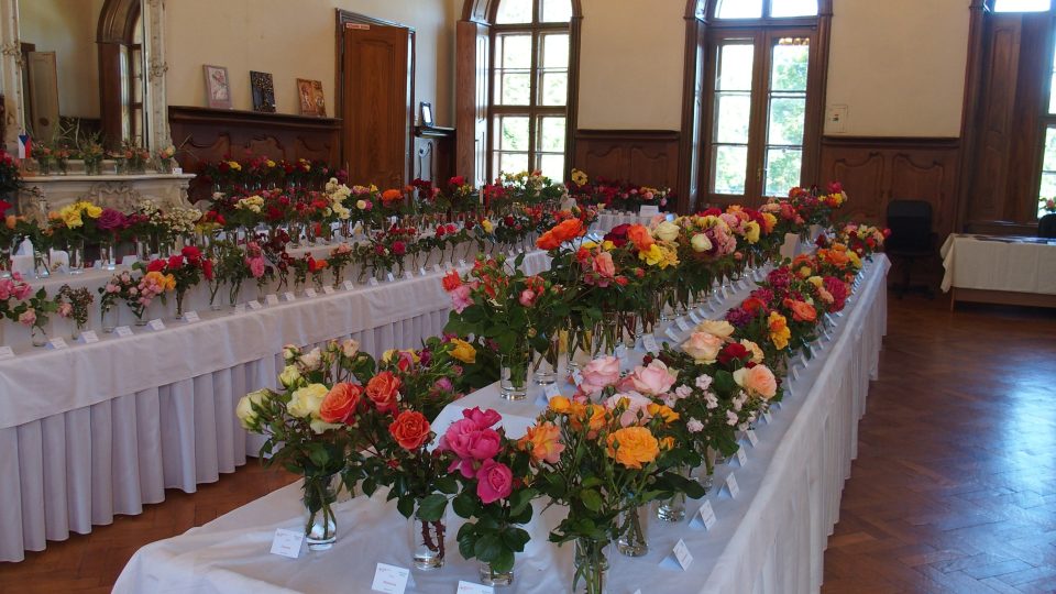 Mezinárodní výstava růží v Ivanke pri Dunaji