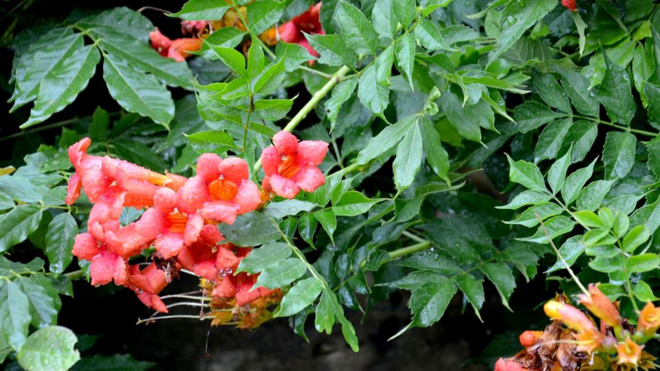 Trubače jsou poslední dobou v módě