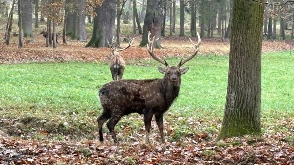 Pohled z bezbariérového posedu v Sedlické oboře na Strakonicku