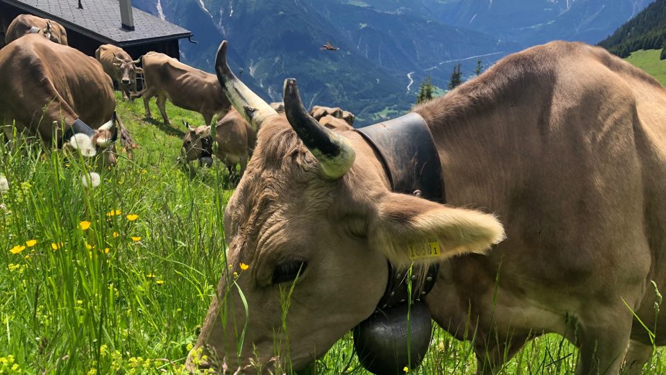 Zvonění na pastvinách v Alpách
