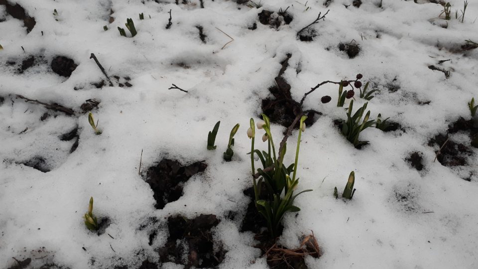 Bledulky hlásí jaro i ve vrstvě sněhu