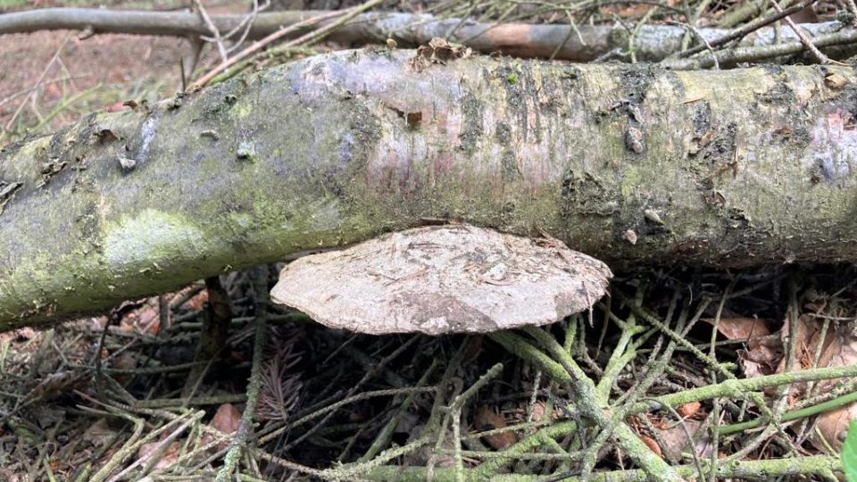 Březovník obecný, dřevokazná houba choroš