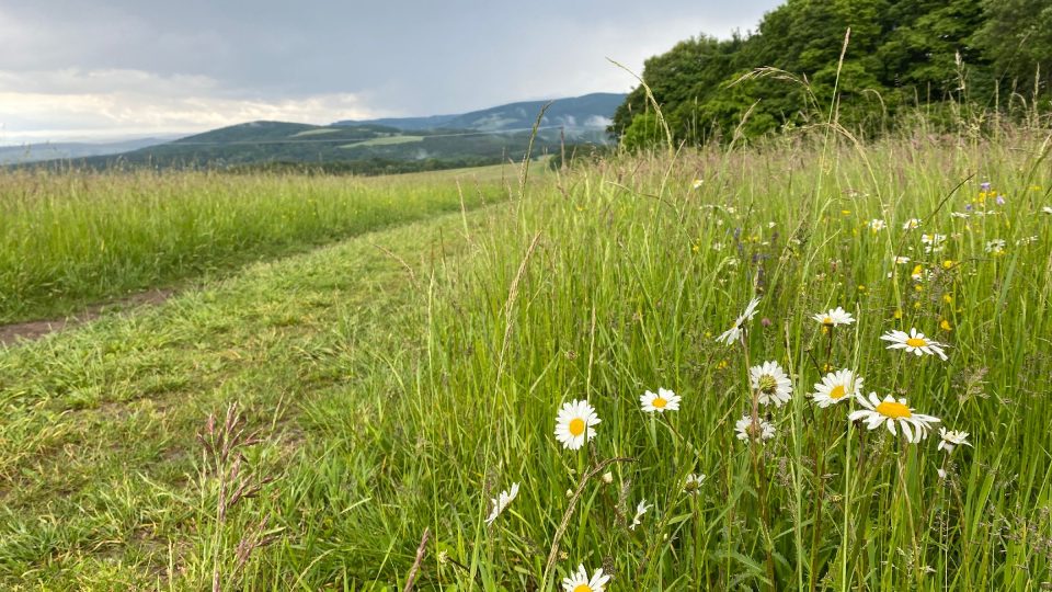 Zpět můžete trasu obměnit a vydat se od rozhledny k Dubině přímo po bělokarpatské louce