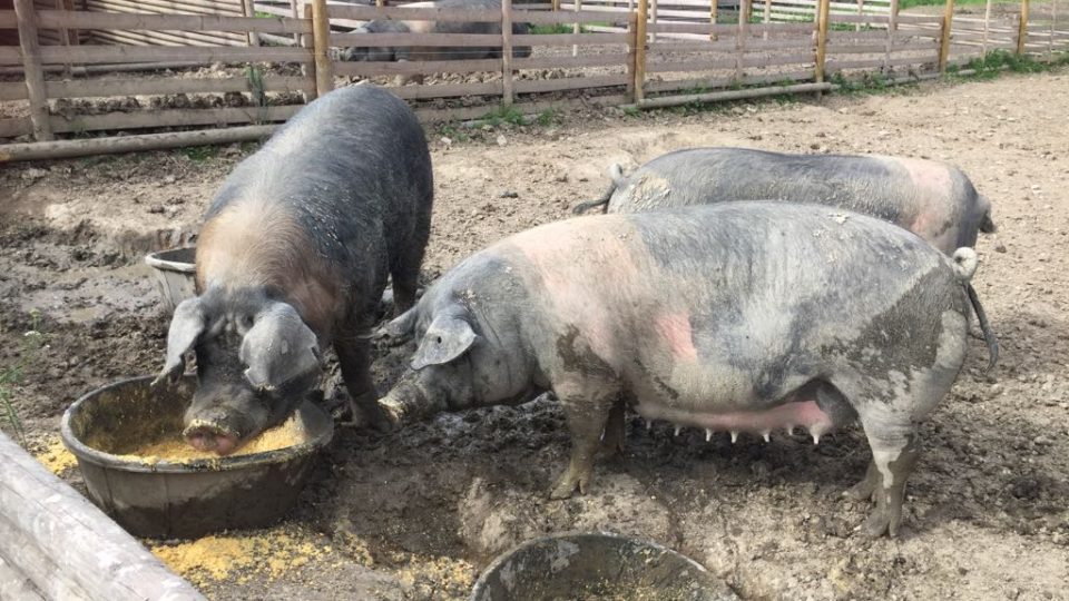 Rodina Jedličkových z Drahotěšic na Českobudějovicku chová přeštická černostrakatá prasata