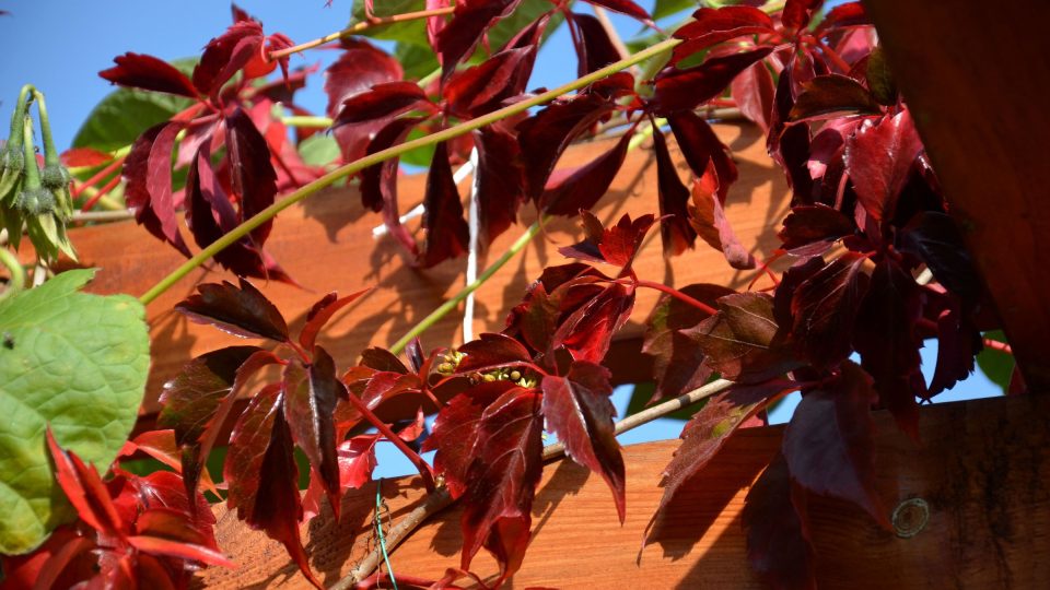 Přísavník se s přicházejícím podzimem barví dočervena