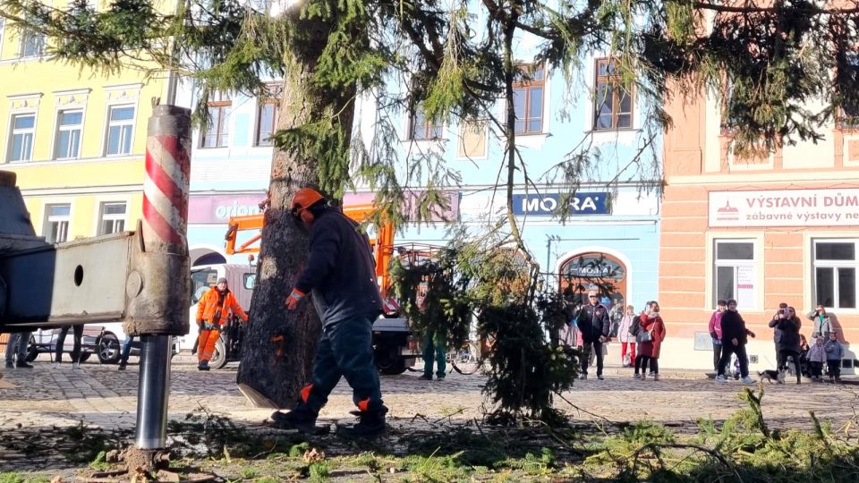 Usazování vánočního stromu na náměstí Míru v Jindřichově Hradci