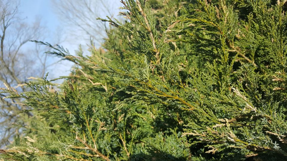 Nejčastějším ze dvou hostitelů rzi hrušňové je jalovec čínský (Juniperus chinensis)