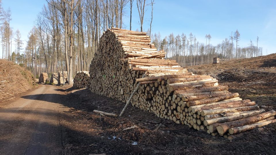 V lesích na Dačicku leží 30 tisíc metrů krychlových kůrovcového dřeva
