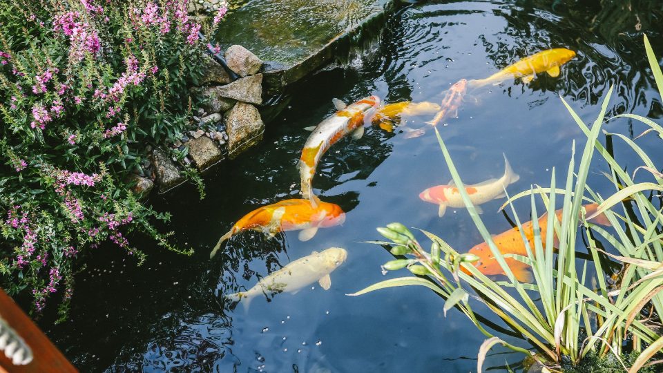 V zahradním jezírku mají nádherné koi kapry | foto: Jana Volková V zahradním jezírku mají nádherné koi kapry