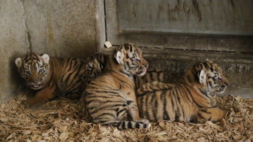 V Zoo Hluboká se poprvé podařilo odchovat mláďata tygra usurijského. Na svět tu přišla čtyři tygřata