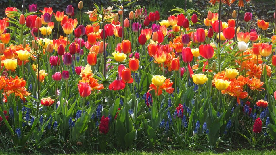 Park Keukenhof poblíž města Lisse v Holansku je velkolepou výlohou tulipánového průmyslu. Každý rok tu vysazují sedm milionů květinových cibulí
