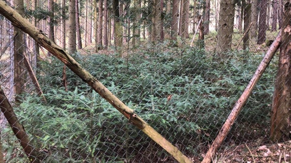Stromky poničení zvěří v lese nedaleko Litoradlic u Hluboké nad Vltavou