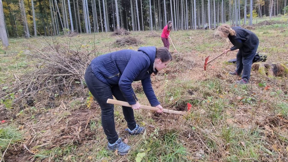 Organizátoři českobudějovického Majálesu založili vlastní les. S dobrovolníky vysázeli 400 buků u Starých Hodějovic