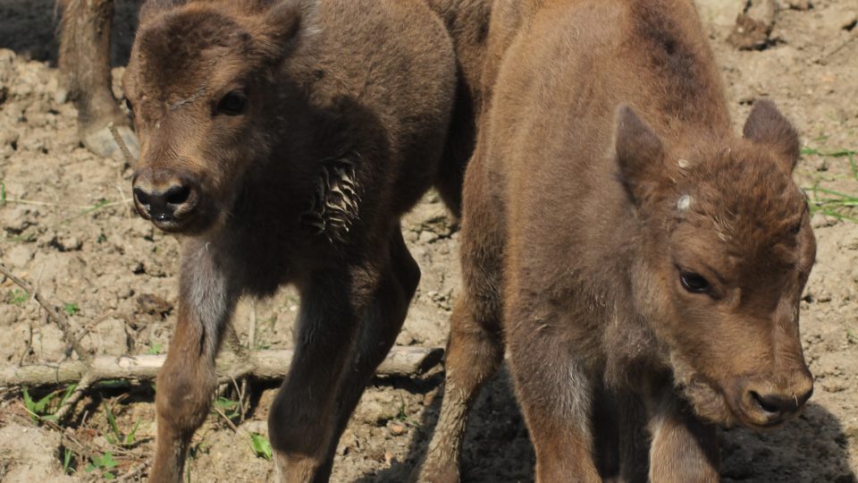 Stádo zubrů v táborské zoo má další dvě mláďata, Tauru a Tarana