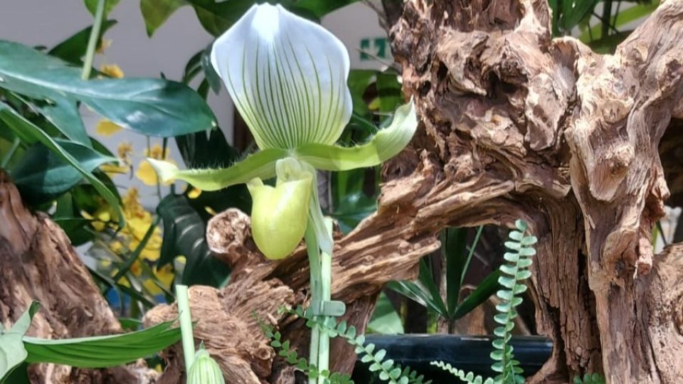 Výstava orchidejí, bromélií, sukulentů a masožravých rostlin v Jihočeském muzeu v Českých Budějovicích
