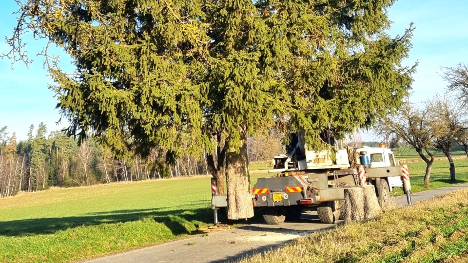 Kácení vánočního stromu pro Jindřichův Hradec u silnice mezi Jarošovem nad Nežárkou a Lovětínem