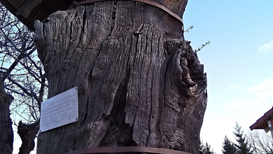 Památný dub v Opalicích s obvodem kmene přes 8 m, z důvodu poškození zastřešený a vyzděný.jpg