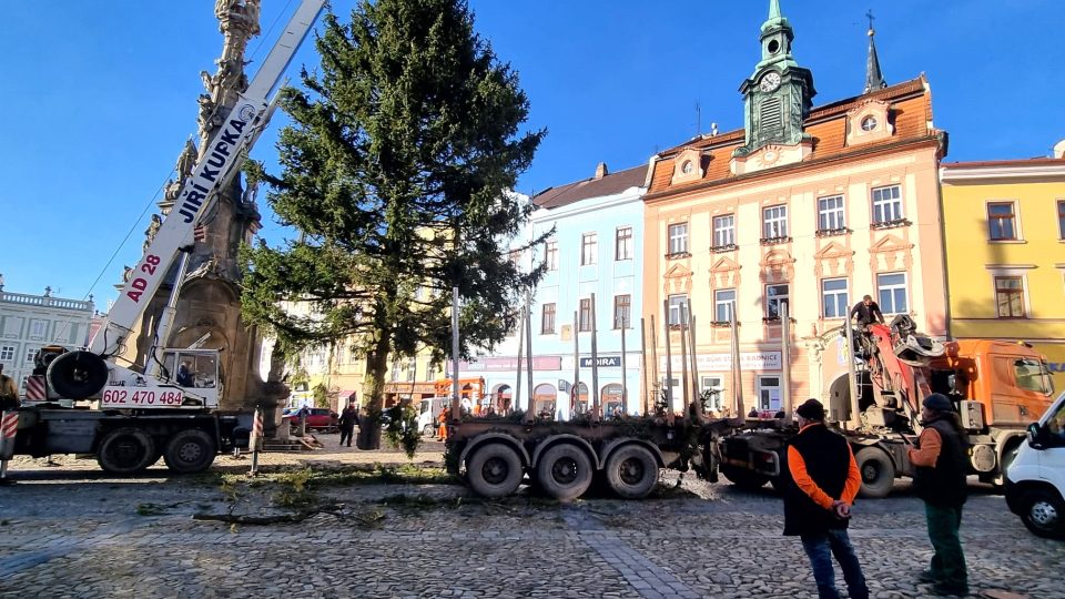 Usazování vánočního stromu na náměstí Míru v Jindřichově Hradci