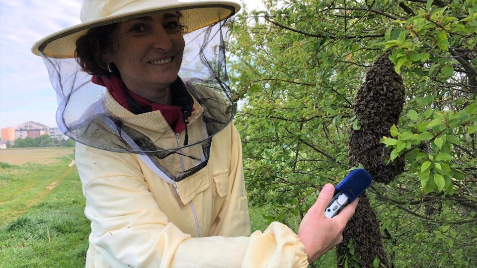 Reportérka Jitka Cibulová Vokatá u roje včel visícího na keři v experimentální a vzdělávací zahradě Biologického centra Akademie věd v Českých Budějovicích